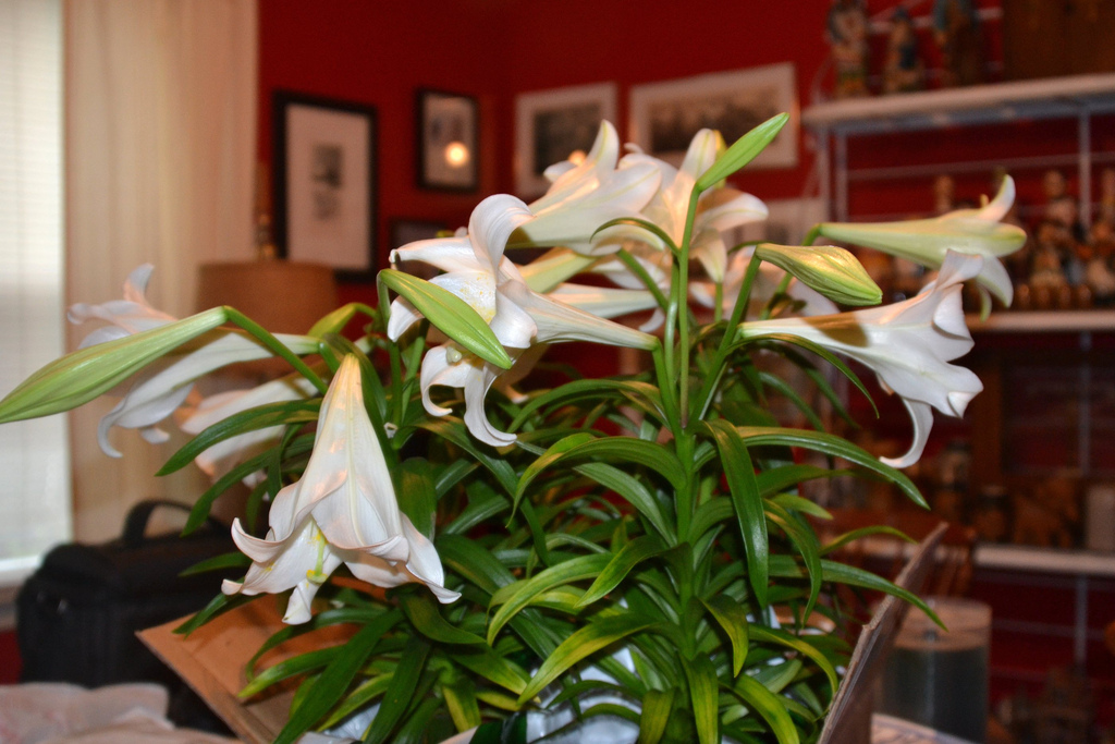 easter lilies on dining table