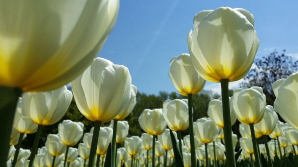 Beautiful tulips in the spring time